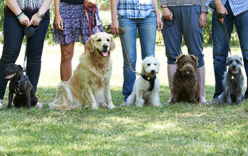 dog run
